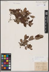 Foto von Salix aurita L.